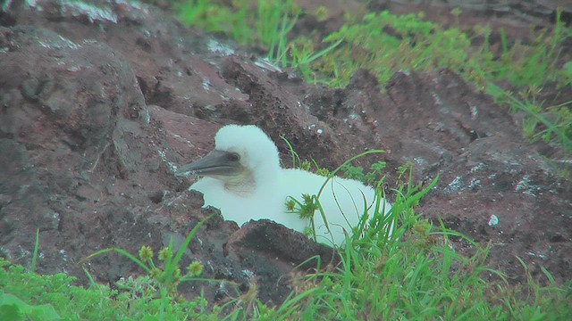 Nazca Booby - ML630499641