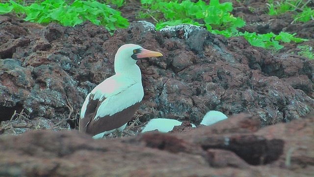 Nazca Booby - ML630499674