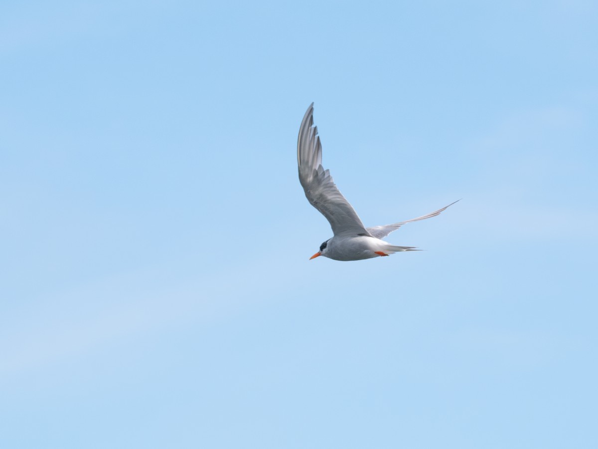 Black-fronted Tern - ML630499705