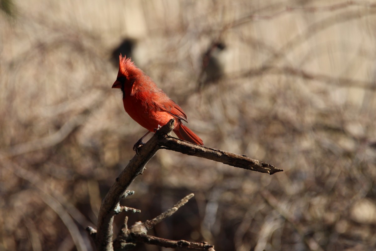 Northern Cardinal - ML630499713