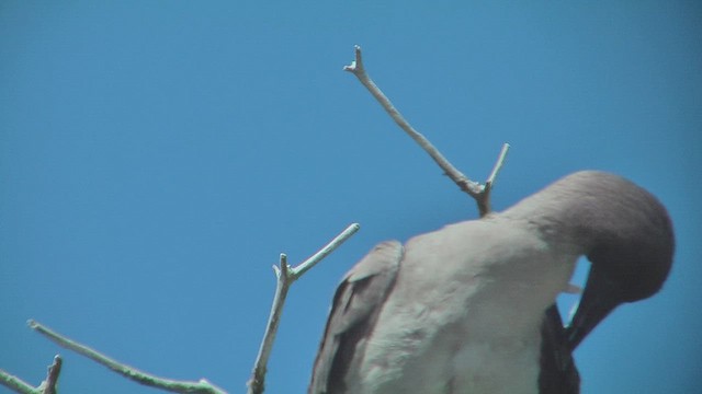 Red-footed Booby - ML630499980