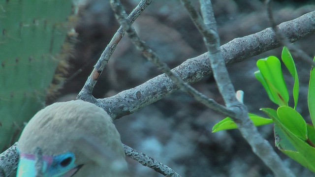 Red-footed Booby - ML630499981