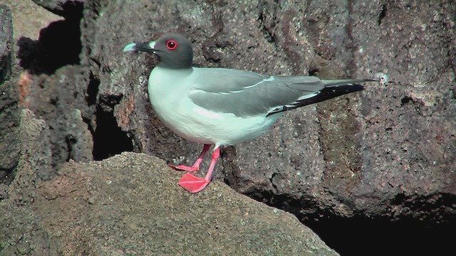 Swallow-tailed Gull - ML630500050