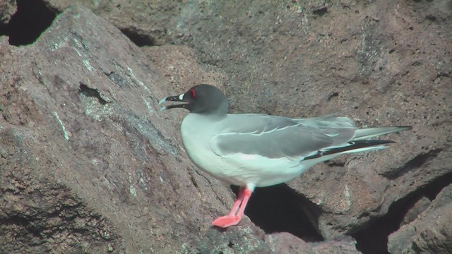 Swallow-tailed Gull - ML630500058