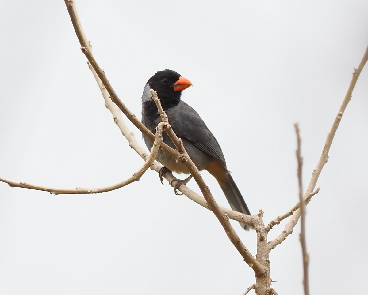 Black-cowled Saltator - ML630500073