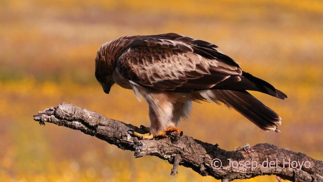 Aquila minore - ML630500089