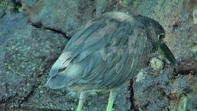 Yellow-crowned Night Heron - ML630500130