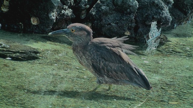 Yellow-crowned Night Heron - ML630500195