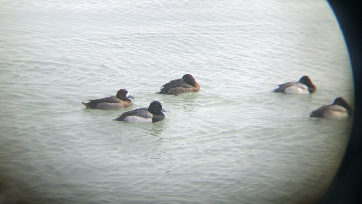 Greater Scaup - ML630500293