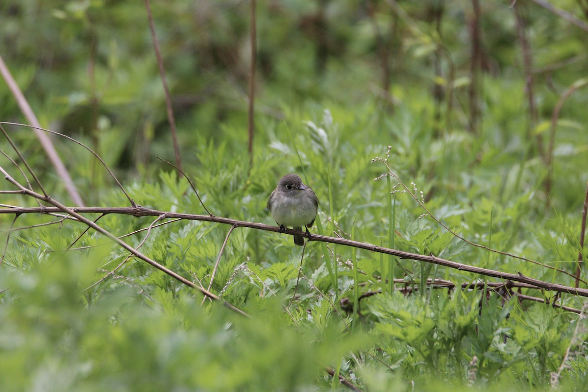 Least Flycatcher - ML630500369