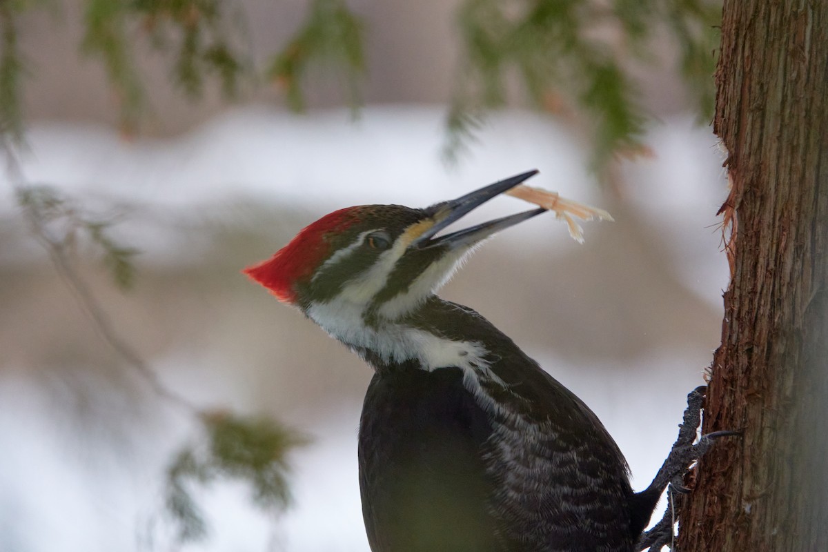 Pileated Woodpecker - ML630500450