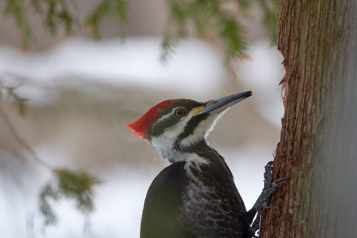 Pileated Woodpecker - ML630500451