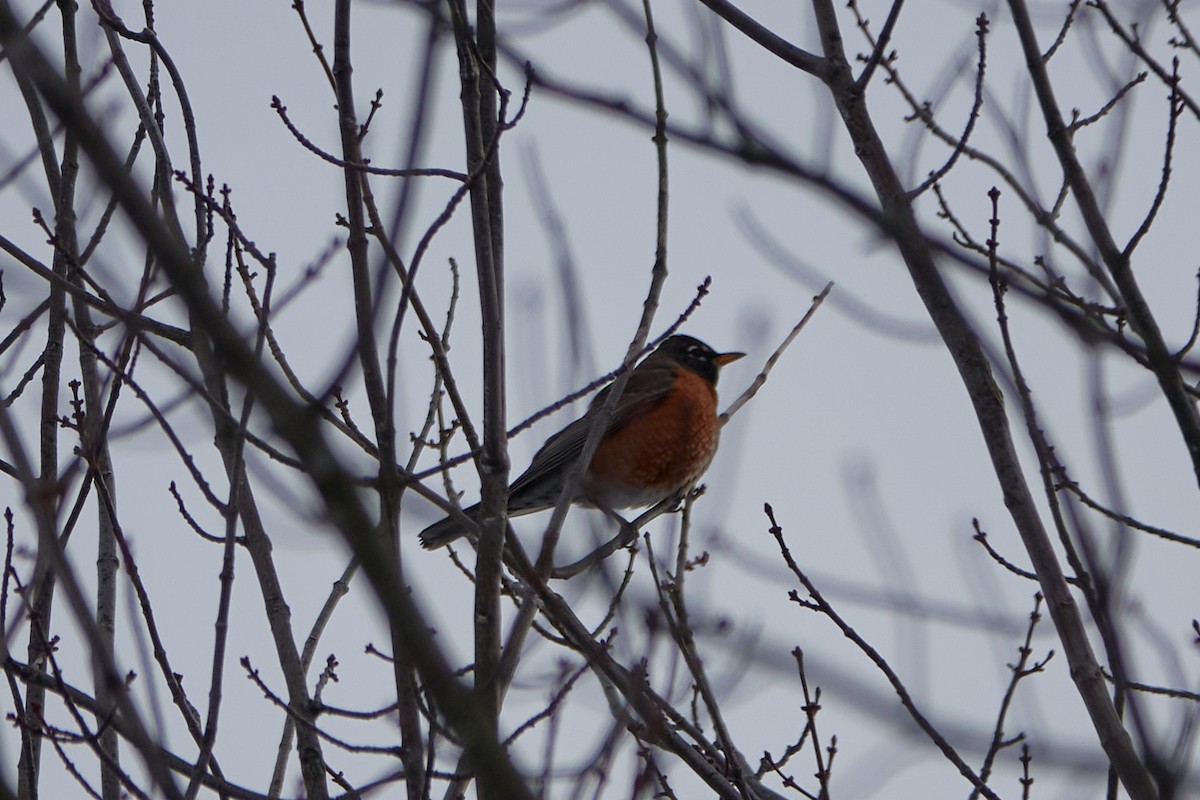American Robin - ML630500453