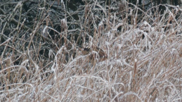 Eurasian Bittern - ML630500517