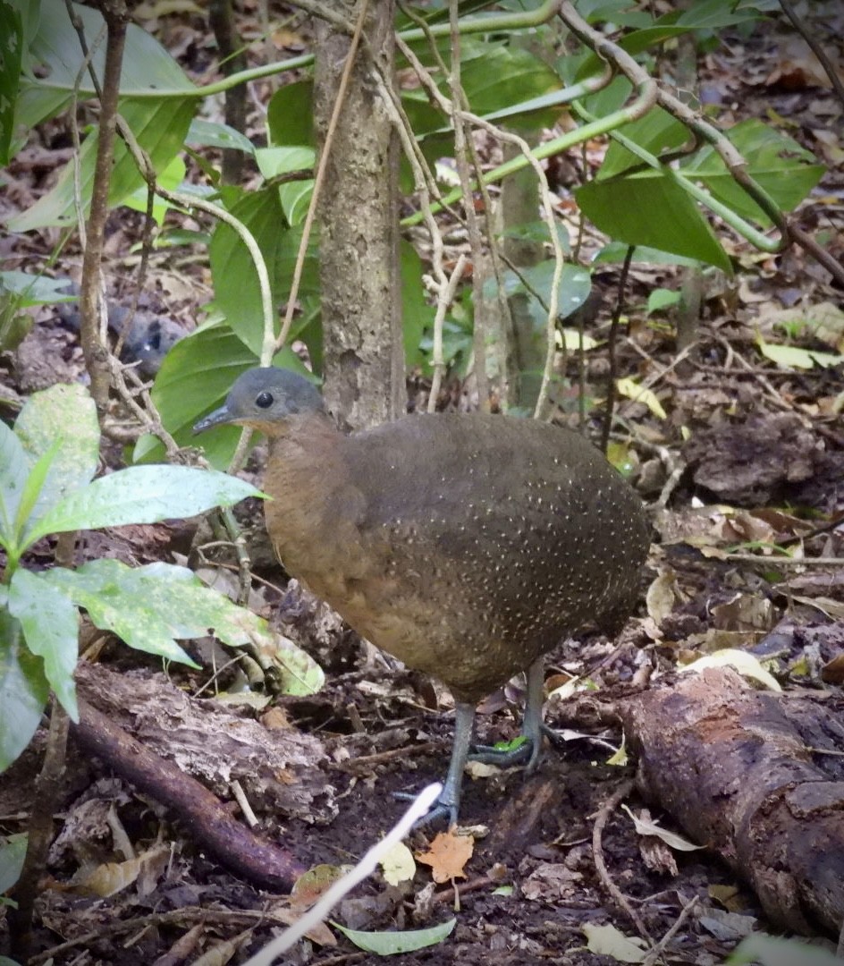 Highland Tinamou - ML630500611