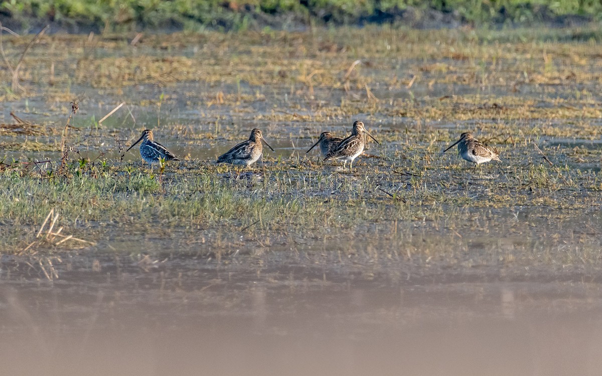 Wilson's Snipe - ML630500618