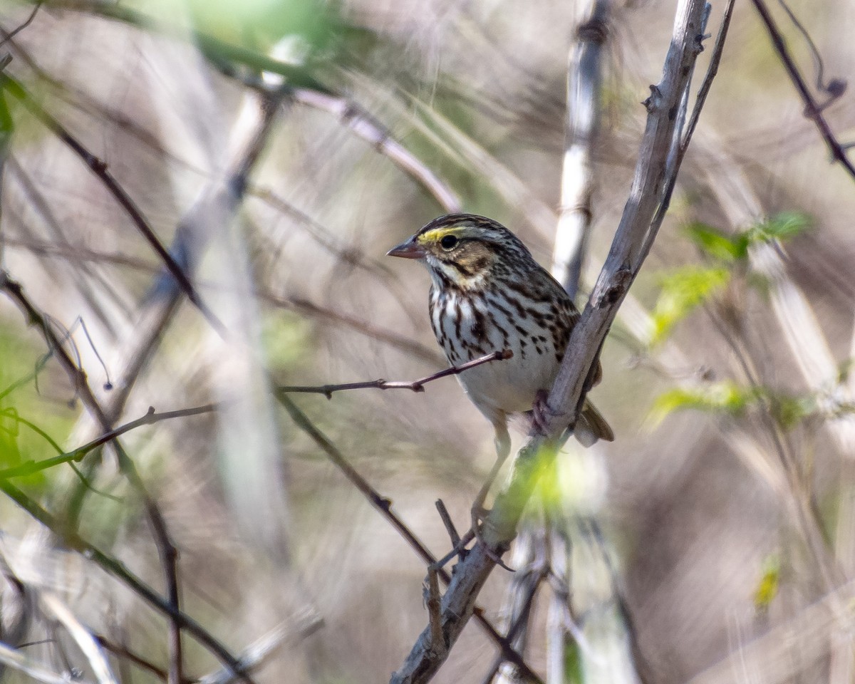 Savannah Sparrow - ML630500633