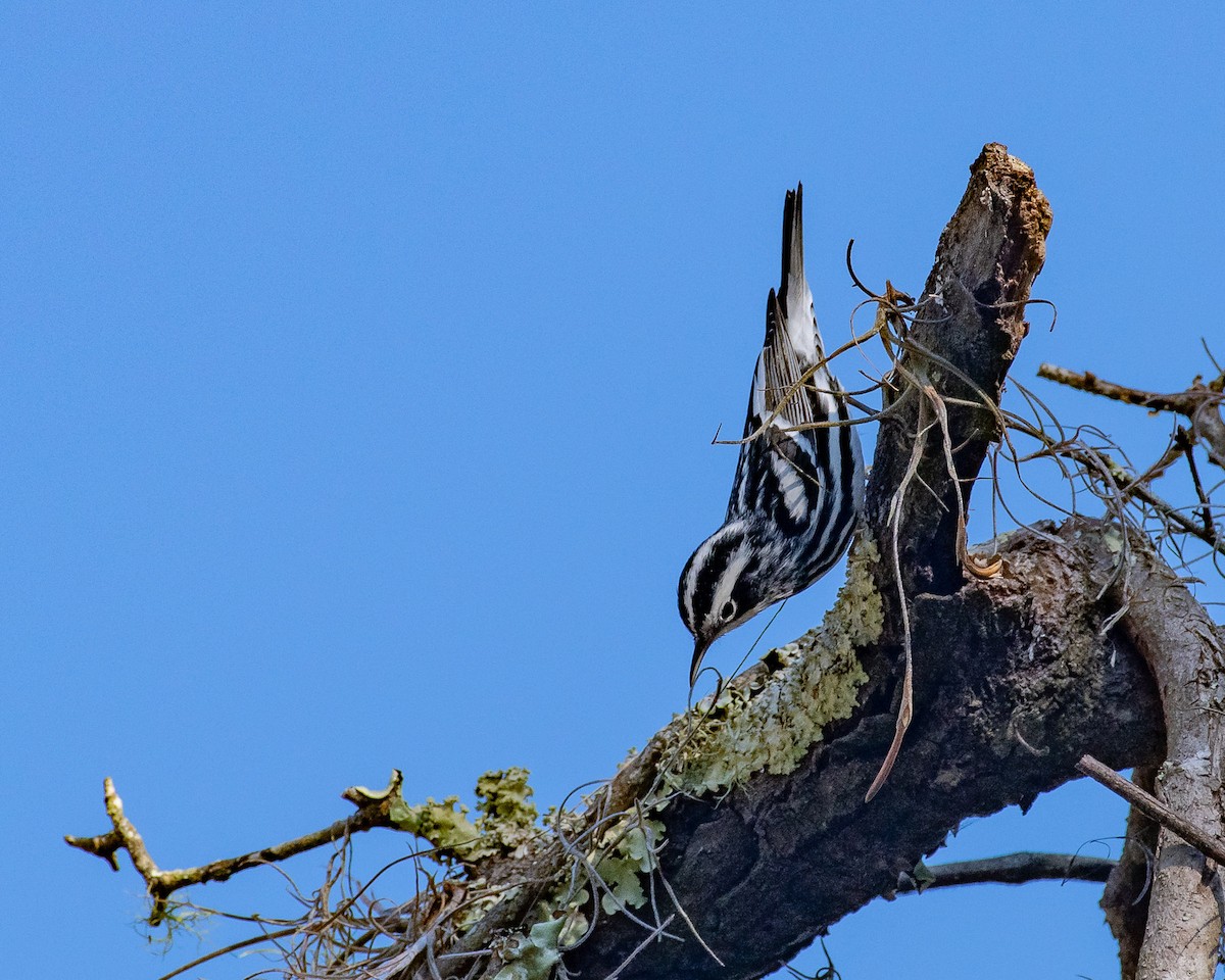 Black-and-white Warbler - ML630500648