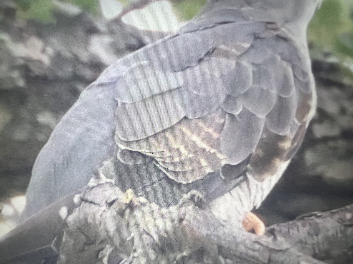 大杜鵑 - ML630500704