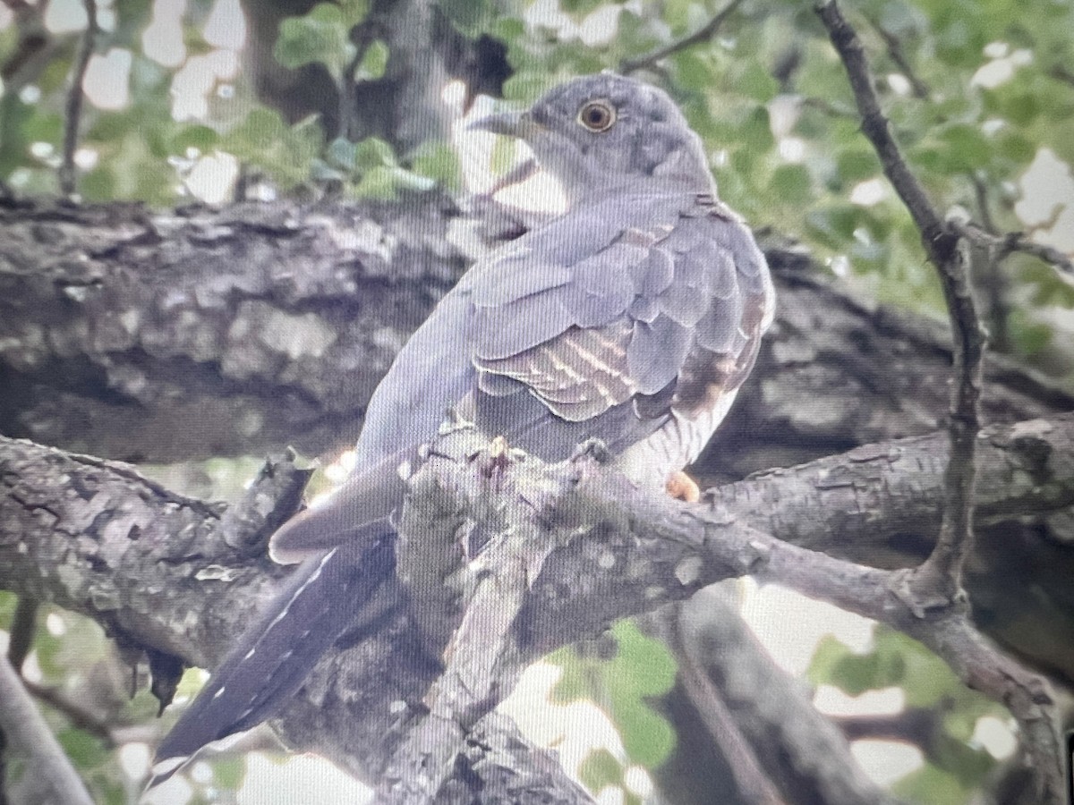 大杜鵑 - ML630500705