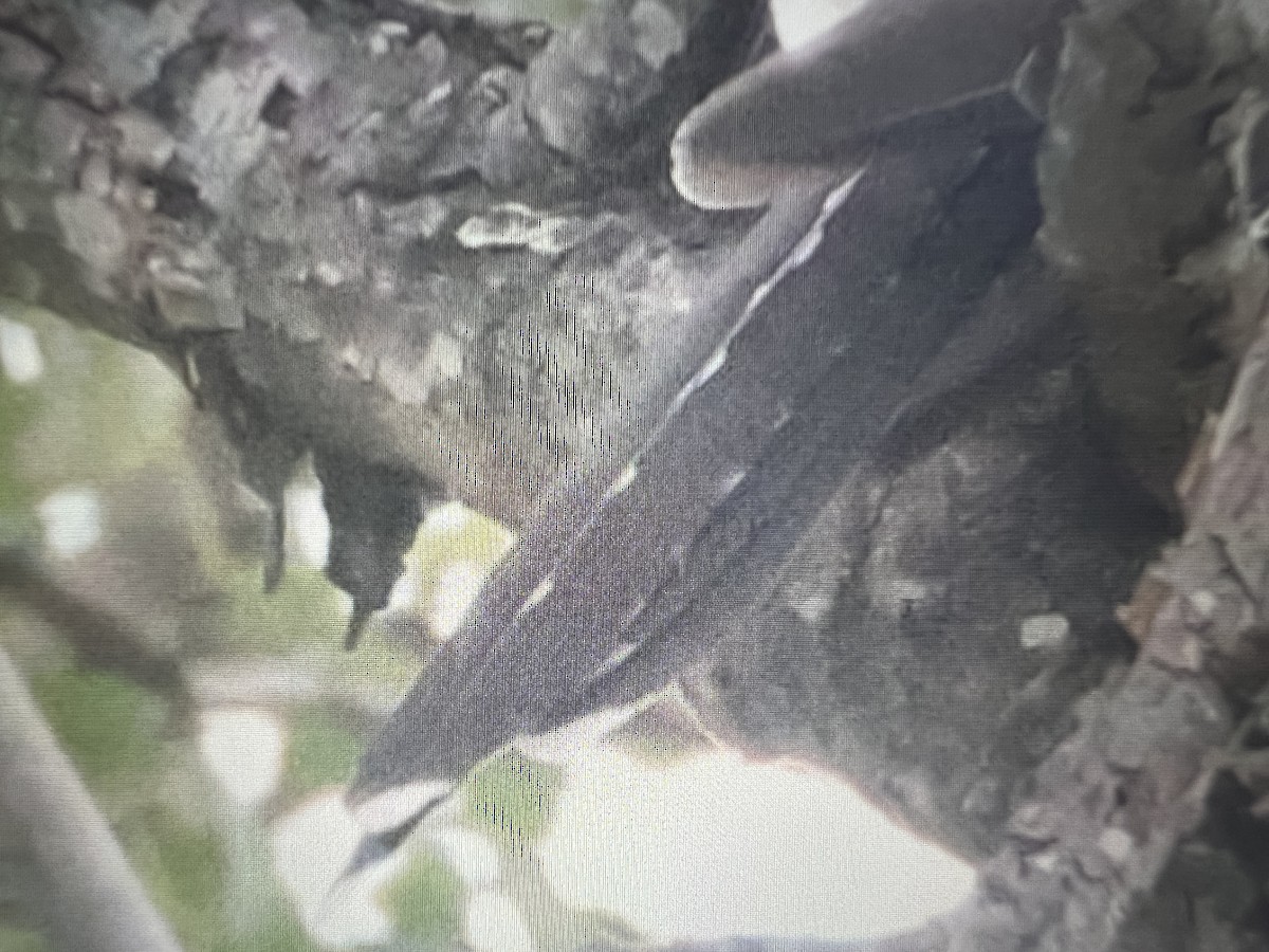 大杜鵑 - ML630500706