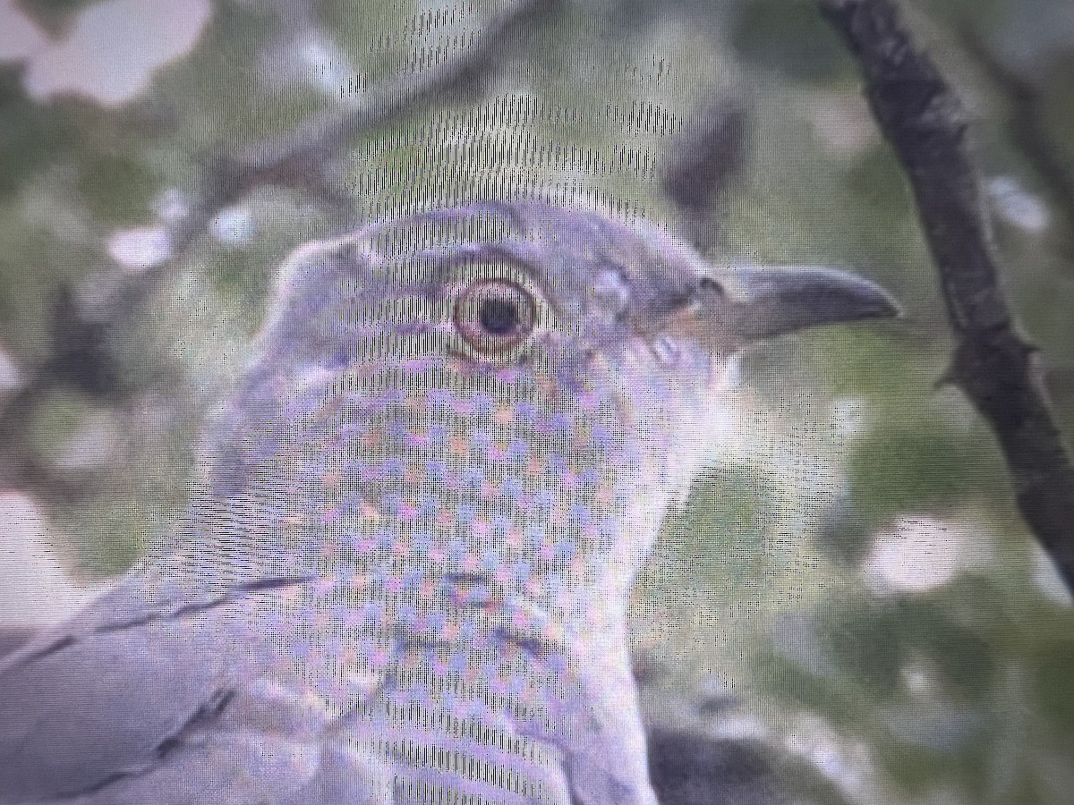 大杜鵑 - ML630500708