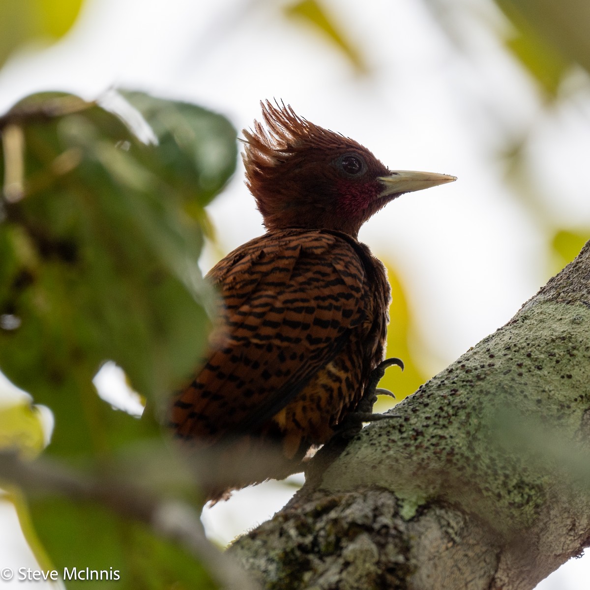 Waved Woodpecker (Scale-breasted) - ML630501117
