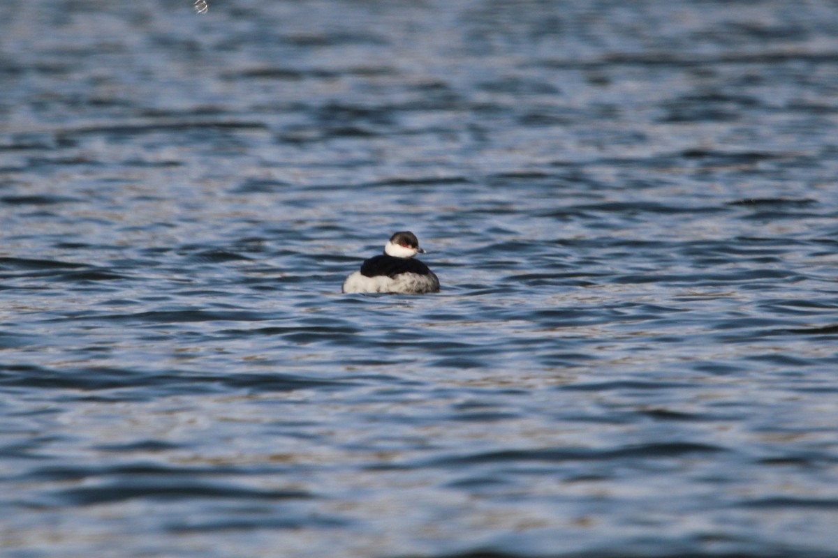 Horned Grebe - ML630501210