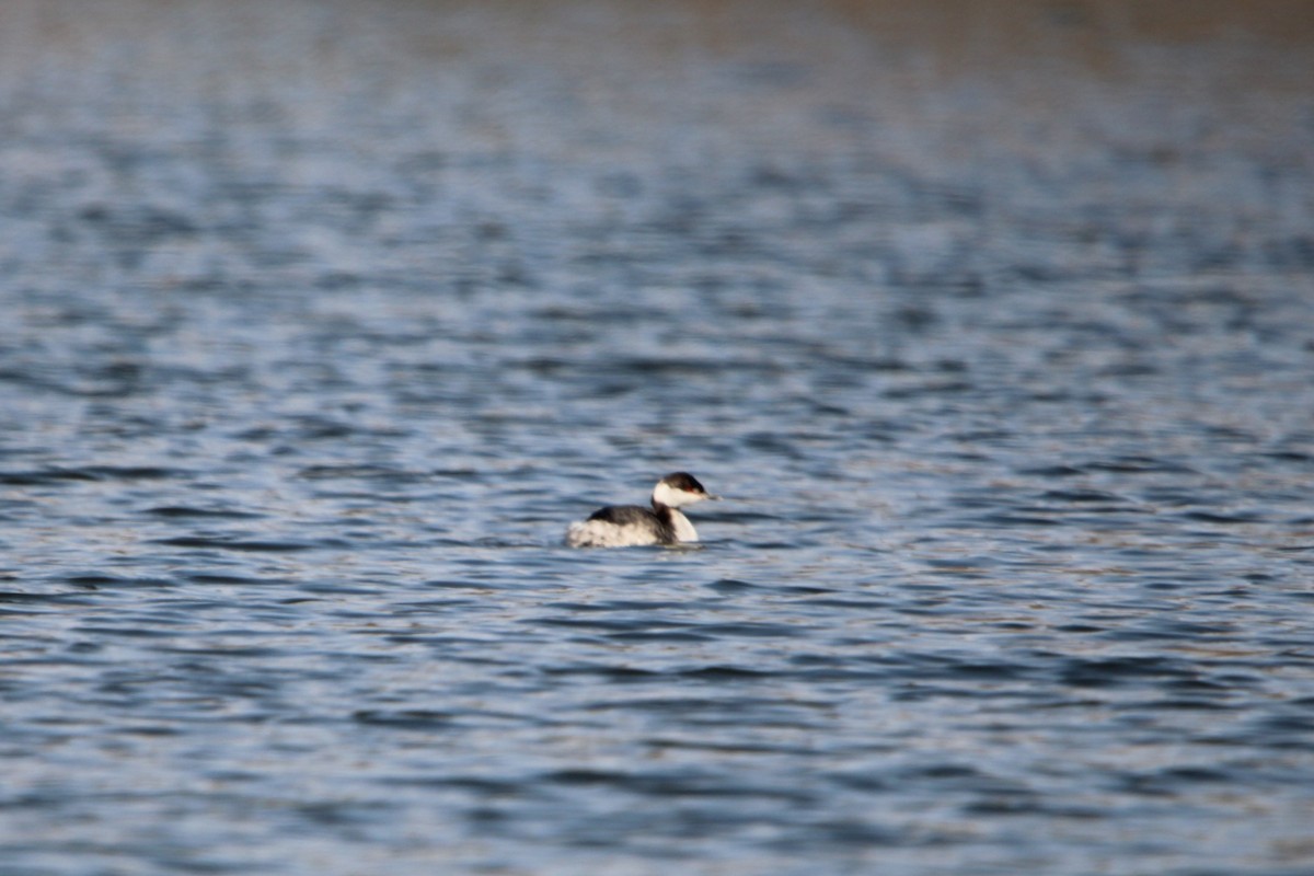 Horned Grebe - ML630501211