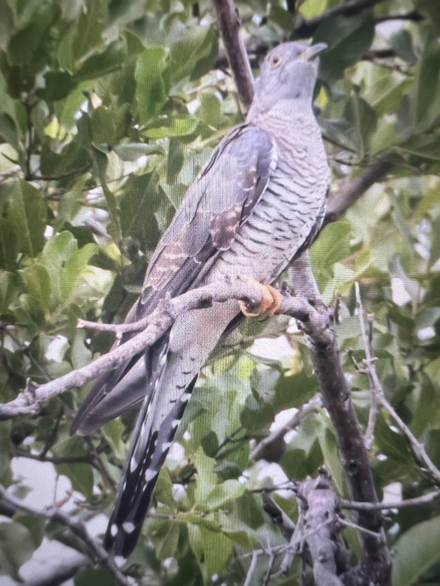 大杜鵑 - ML630501235