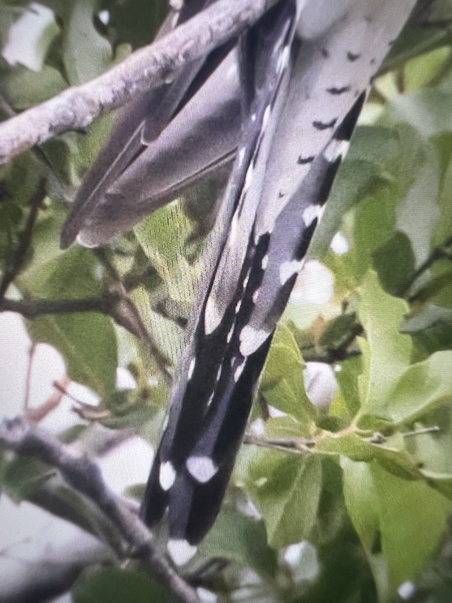 大杜鵑 - ML630501236