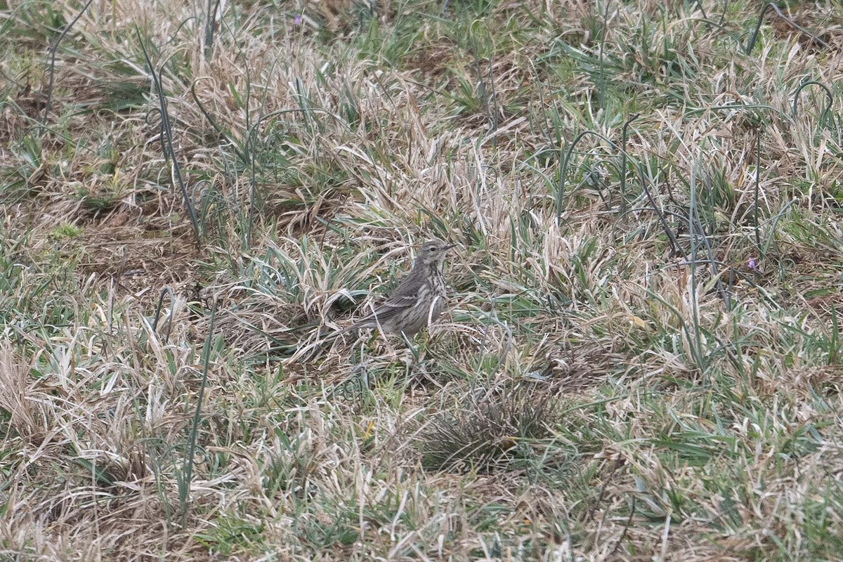 American Pipit - ML630501392