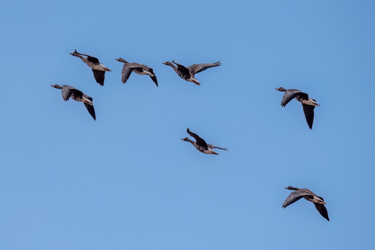 Greater White-fronted Goose - ML630501417