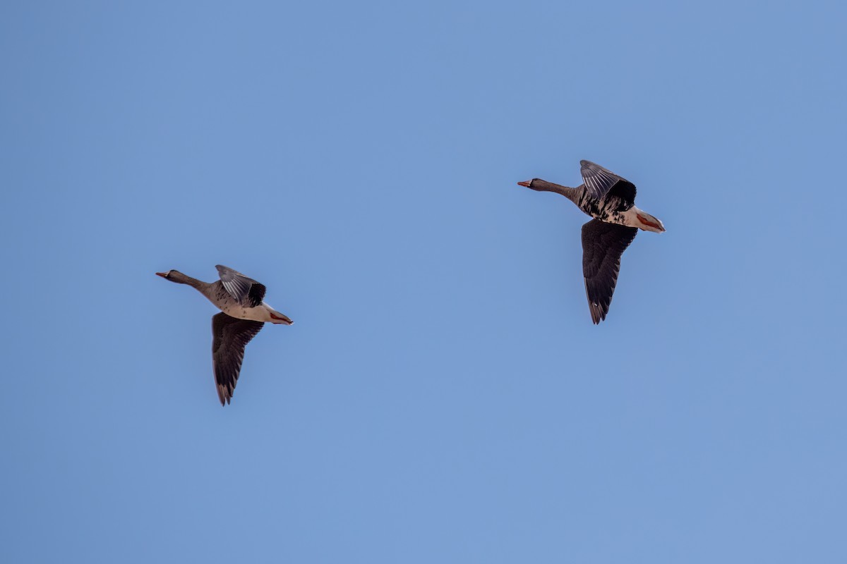 Greater White-fronted Goose - ML630501418