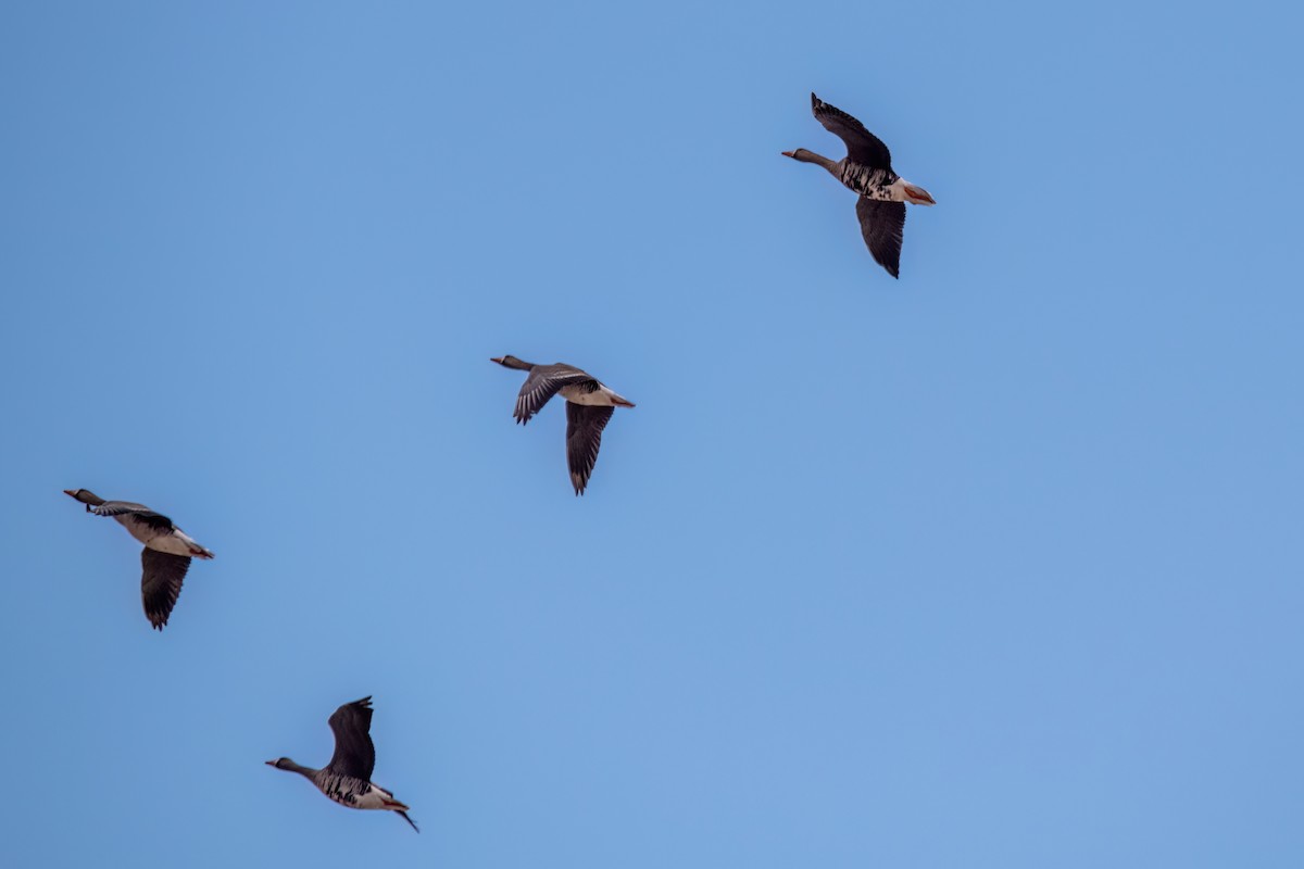 Greater White-fronted Goose - ML630501419