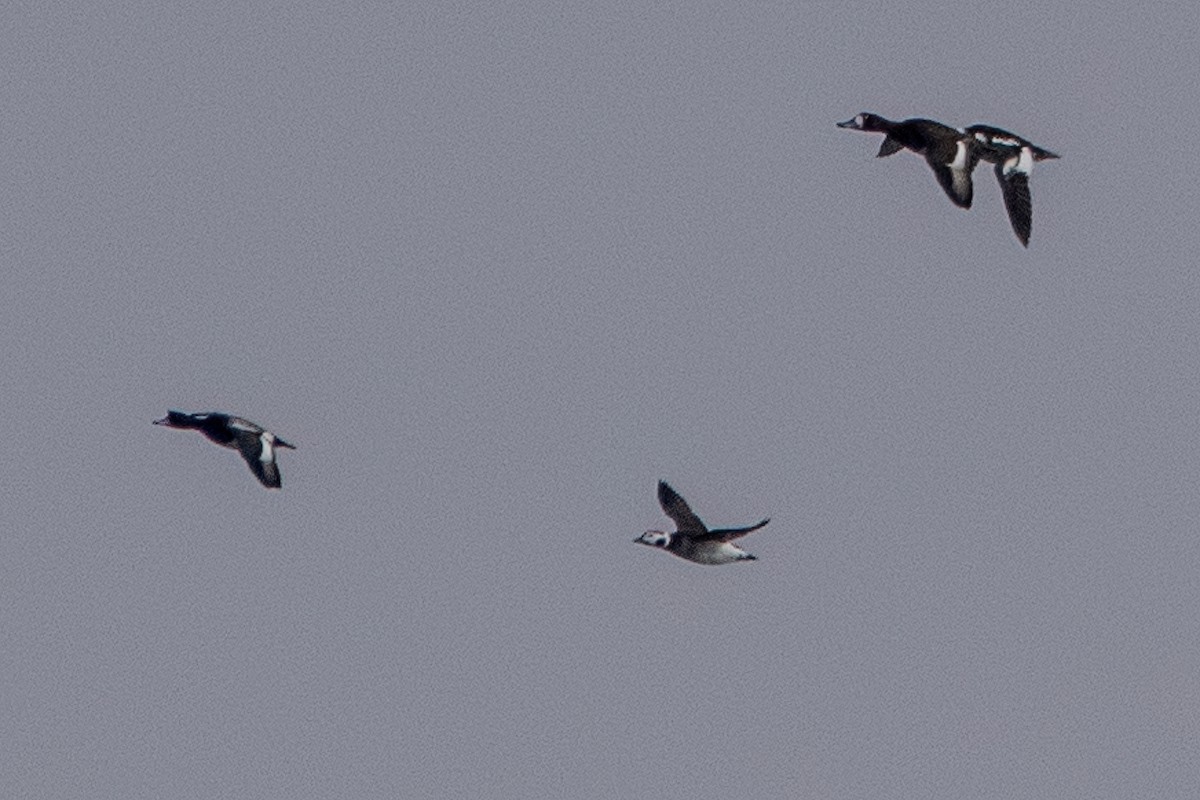 Long-tailed Duck - ML630501421