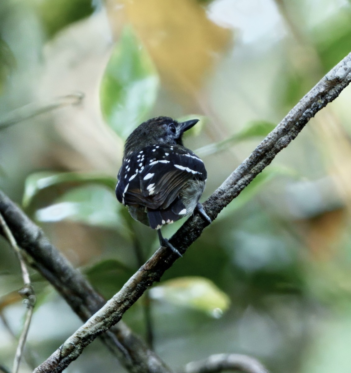 Dot-backed Antbird - ML630501512