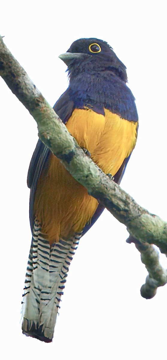 amazontrogon - ML630501601