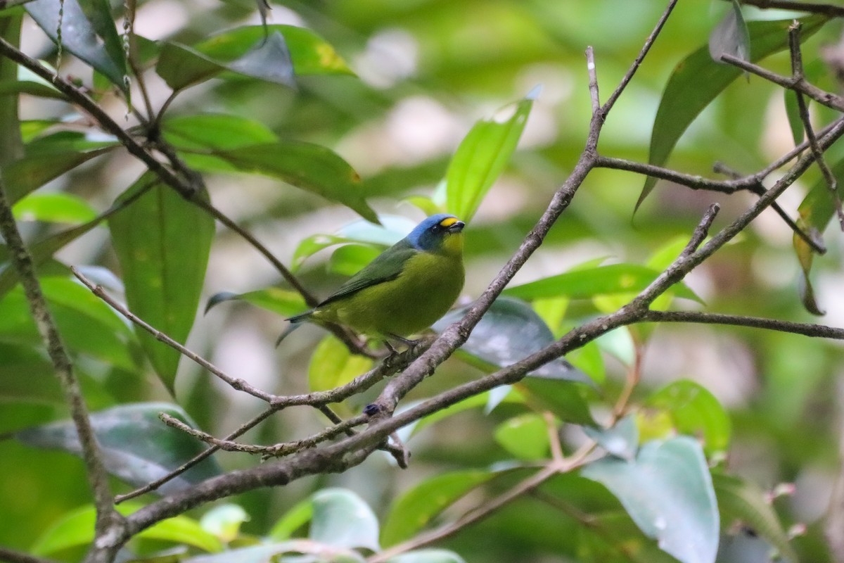 Lesser Antillean Euphonia - ML630501781