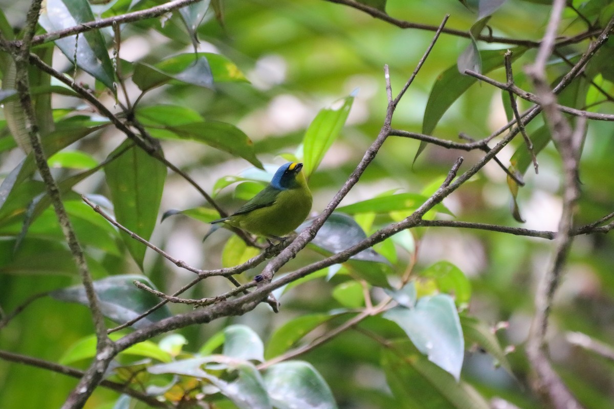 Lesser Antillean Euphonia - ML630501788