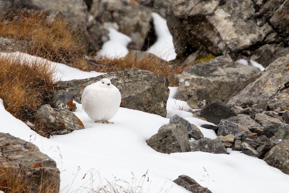 White-tailed Ptarmigan - ML630501836