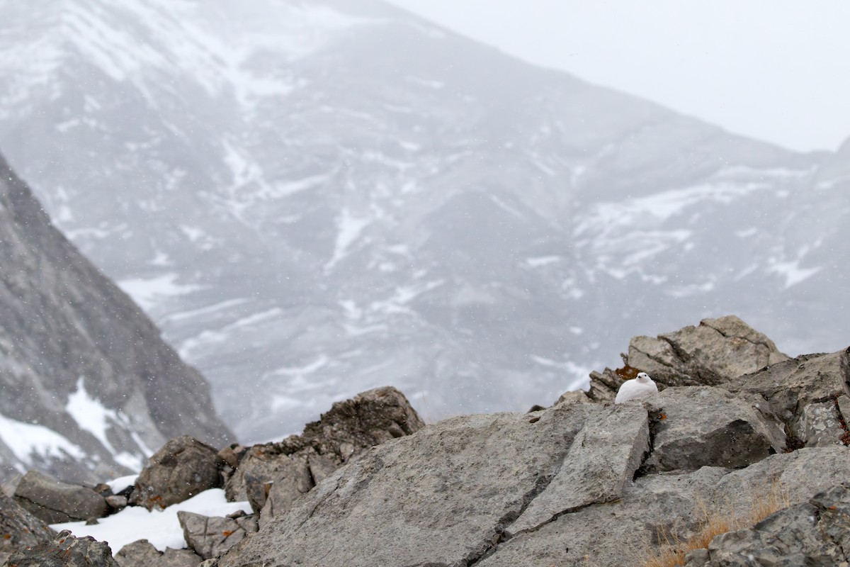 White-tailed Ptarmigan - ML630501837