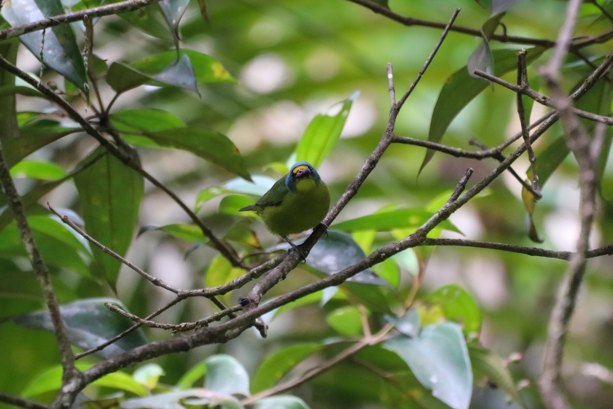 Lesser Antillean Euphonia - ML630501841