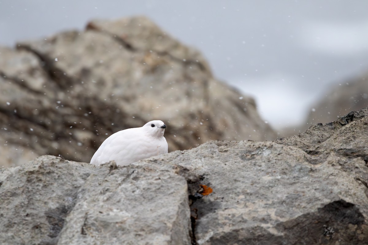 White-tailed Ptarmigan - ML630501842