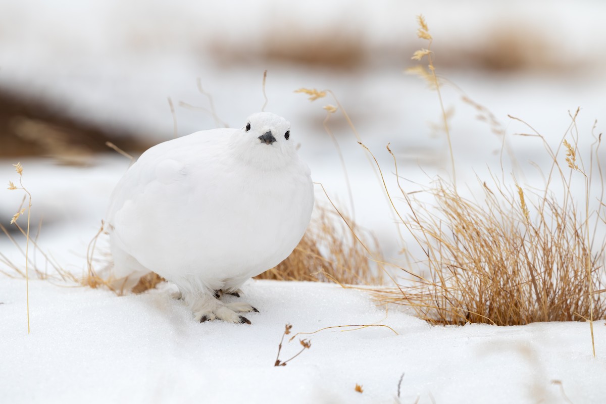 White-tailed Ptarmigan - ML630501858