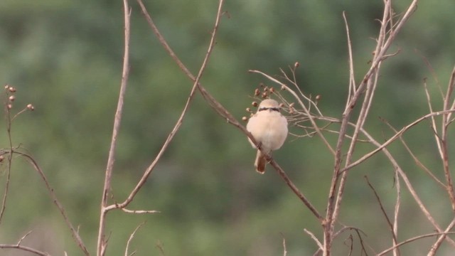 חנקן ערבות - ML630501960
