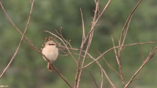 חנקן ערבות - ML630501961