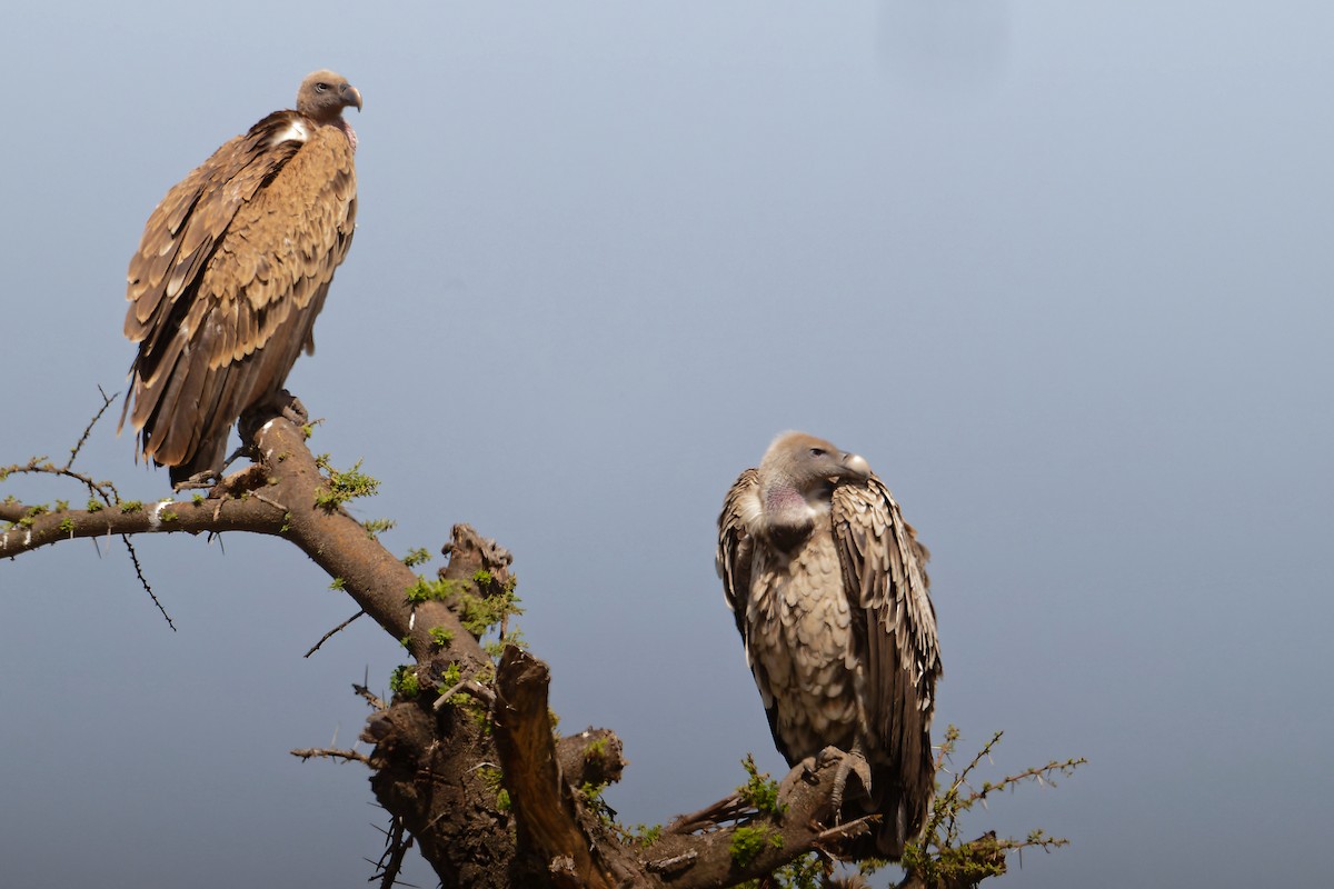 Rüppell's Griffon - ML630502057
