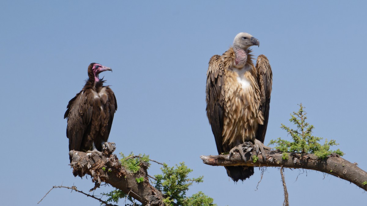 Rüppell's Griffon - ML630502102