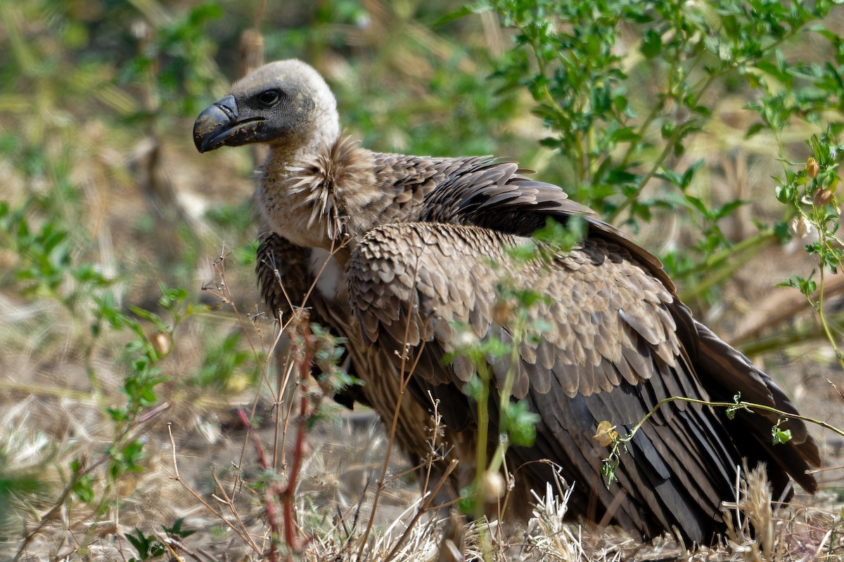 White-backed Vulture - ML630502142